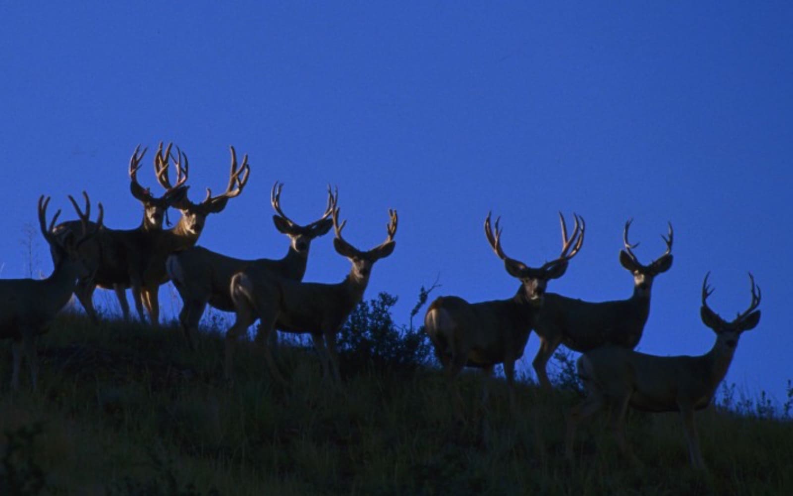 Scoring Your Trophy: typical mule deer