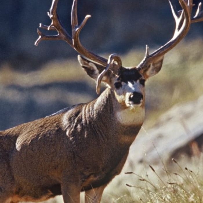 Mule Deer in the New Millennium