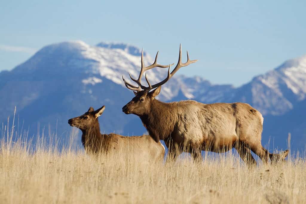 Alaska: The Last Elk Frontier