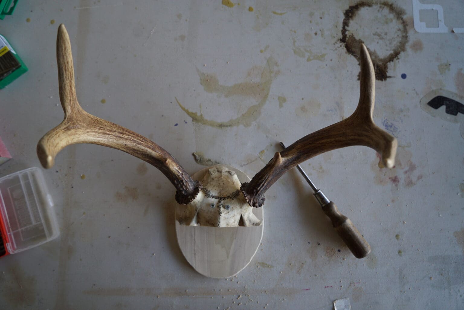 9 Easy Steps For DIY Antler Mount - Western Hunter