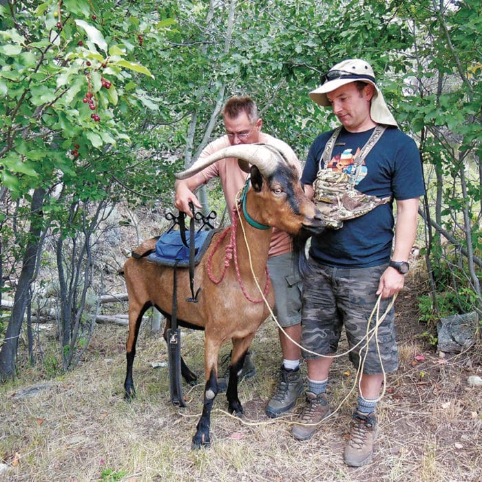The Backpack Hunter’s Friend – Pack Goats