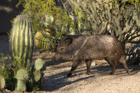 Javelina Hunting: Made for Archery