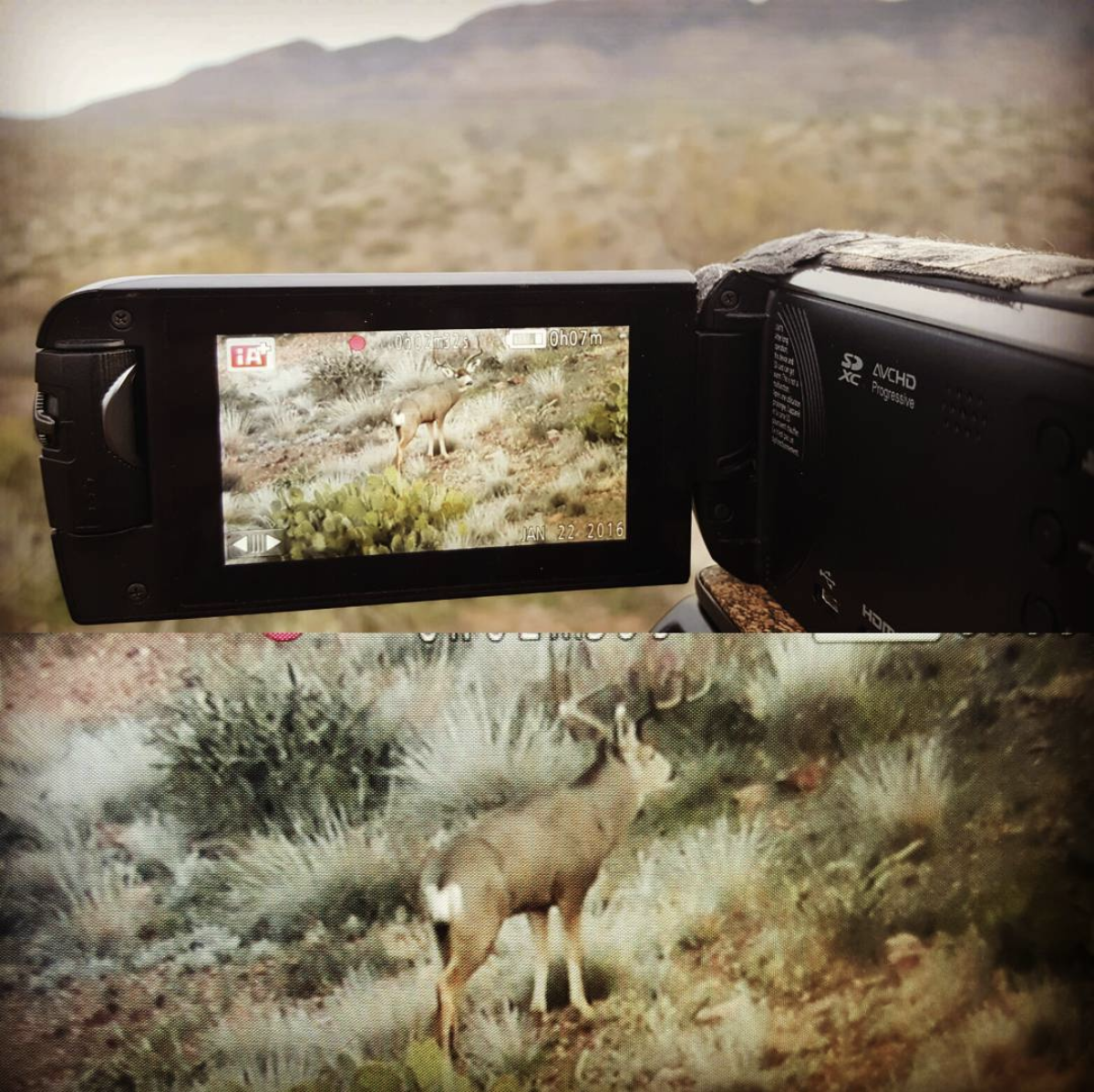 using a camera to video a mule deer buck.