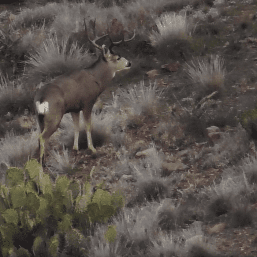 mule deer buck taken with a camera while hunitng.