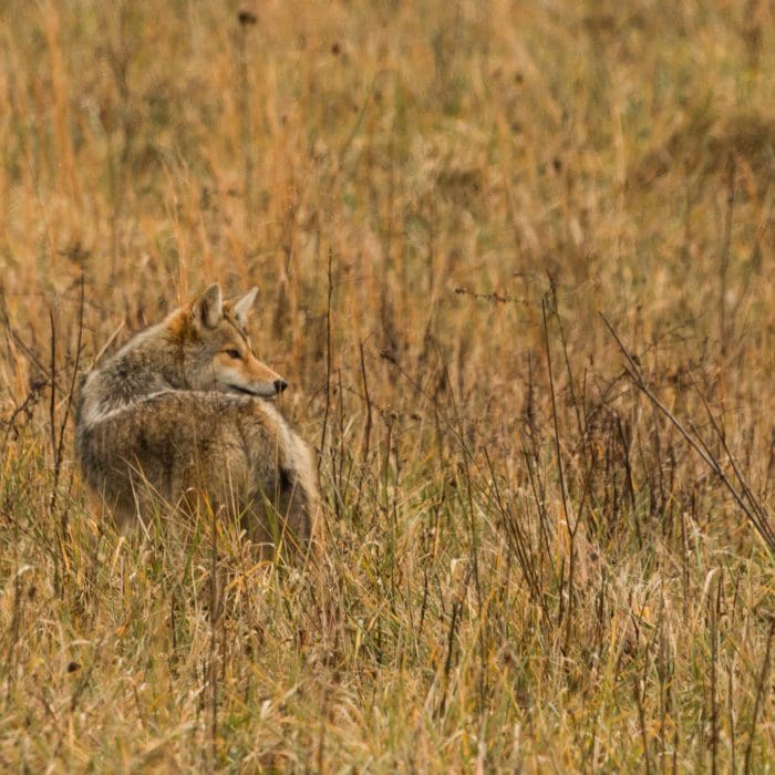 Tips for More Success with a Coyote Call