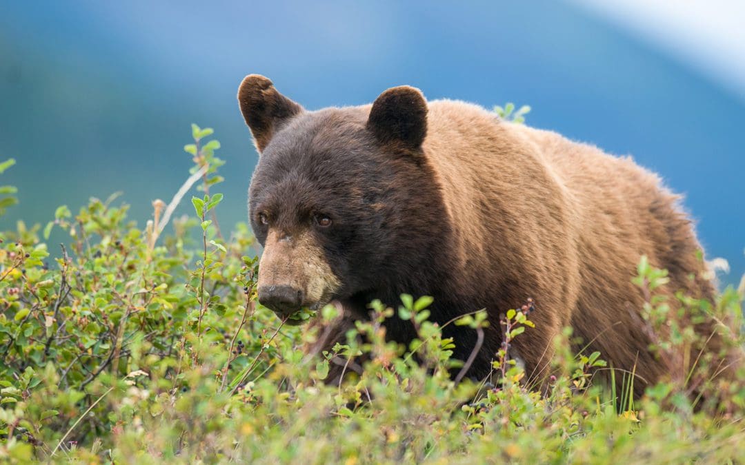 Backcountry Bears and Elk Calving Areas