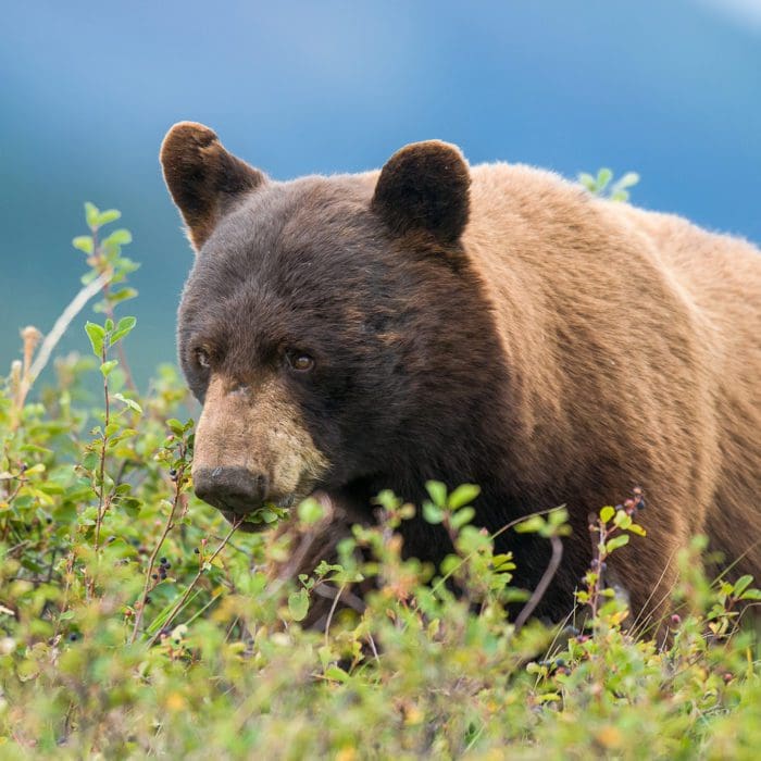 Spring Bear Hunting in Elk Calving Areas