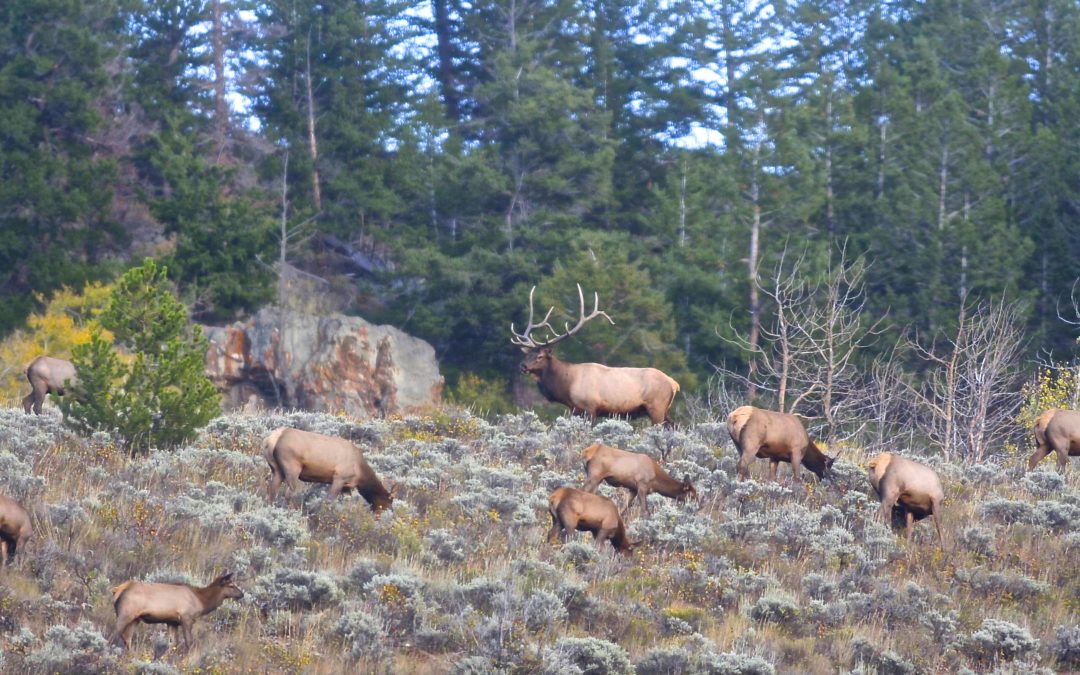 Colorado OverTheCounter Elk Hunting Western Hunter