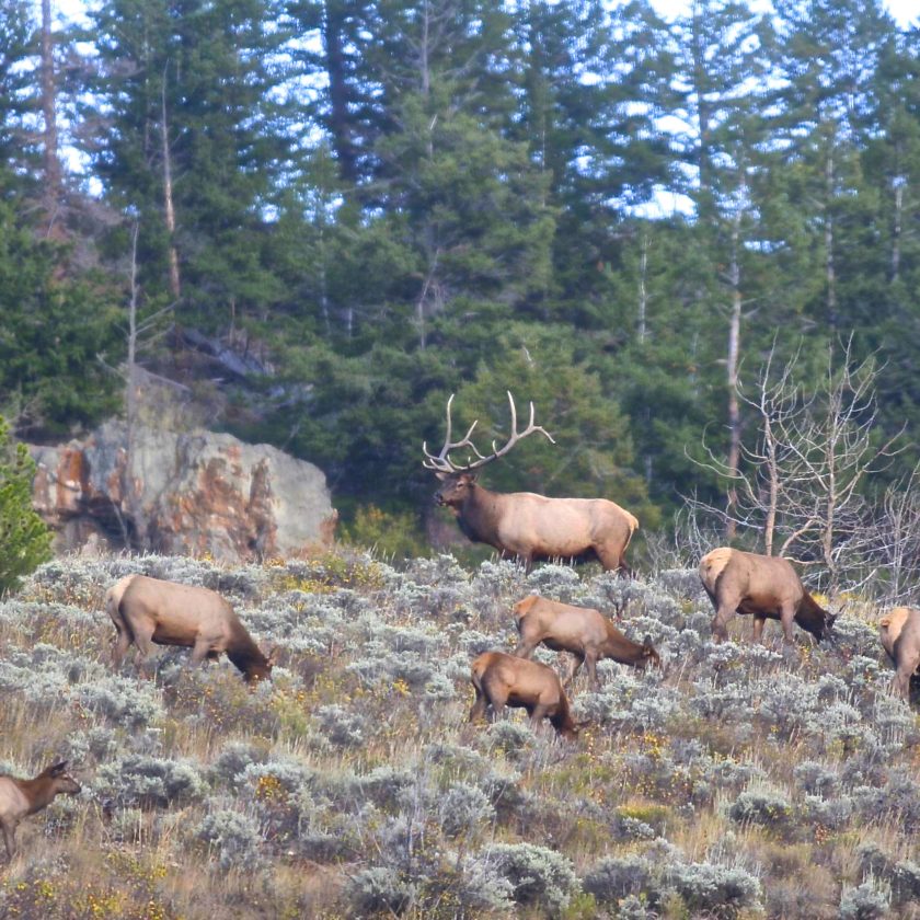 Colorado OverTheCounter Elk Hunting Western Hunter