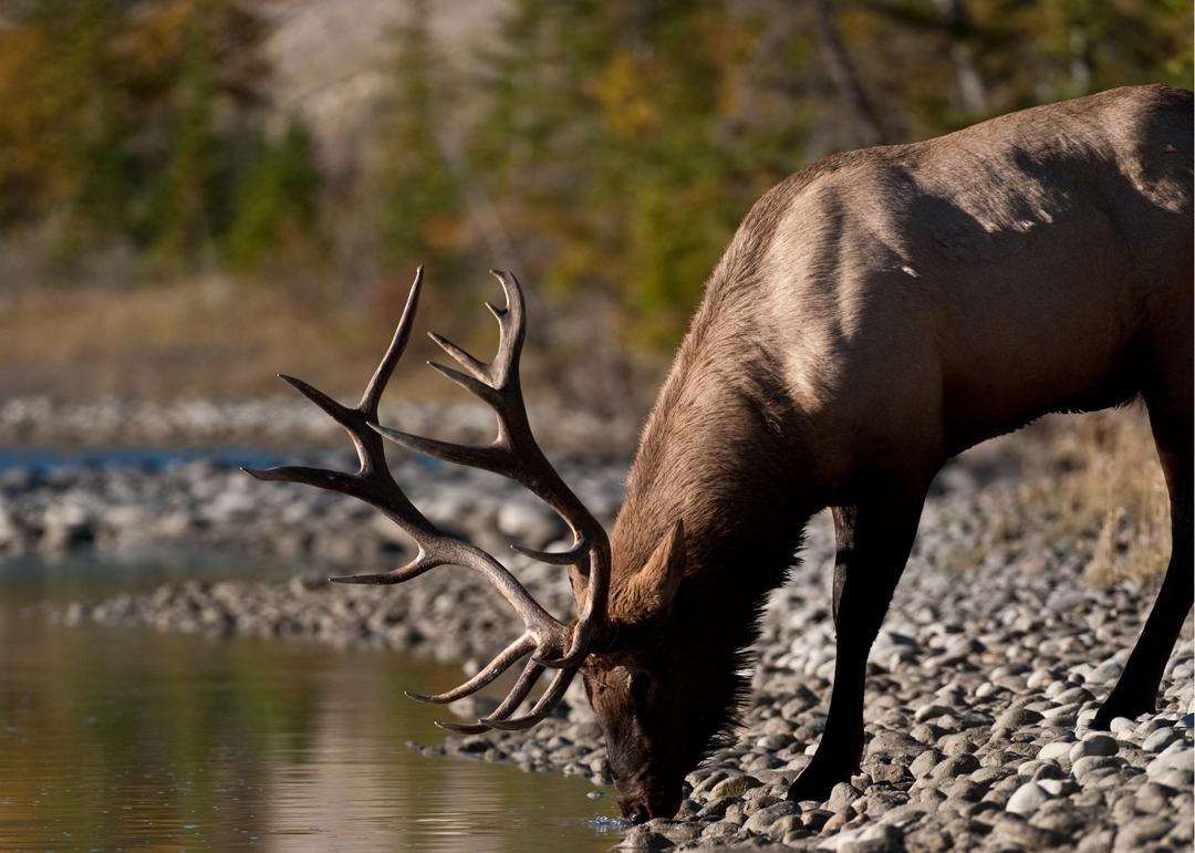 Lenses for Hunting Photography