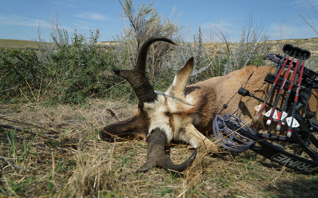 6 Ingredients to Stalking Archery Antelope
