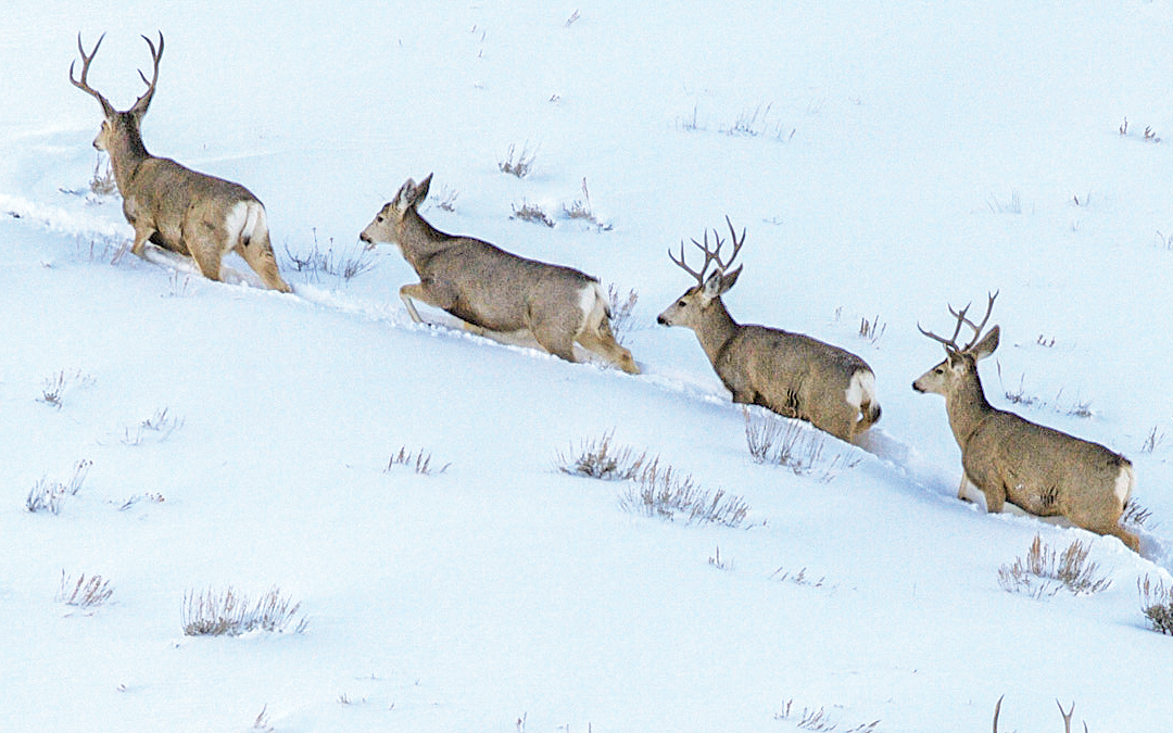The State of Colorado's Mule Deer