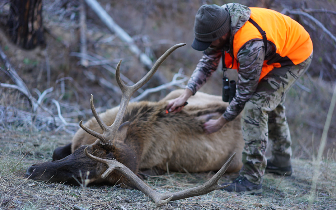 Essential Elk Calling Tactics for Solo Hunters 