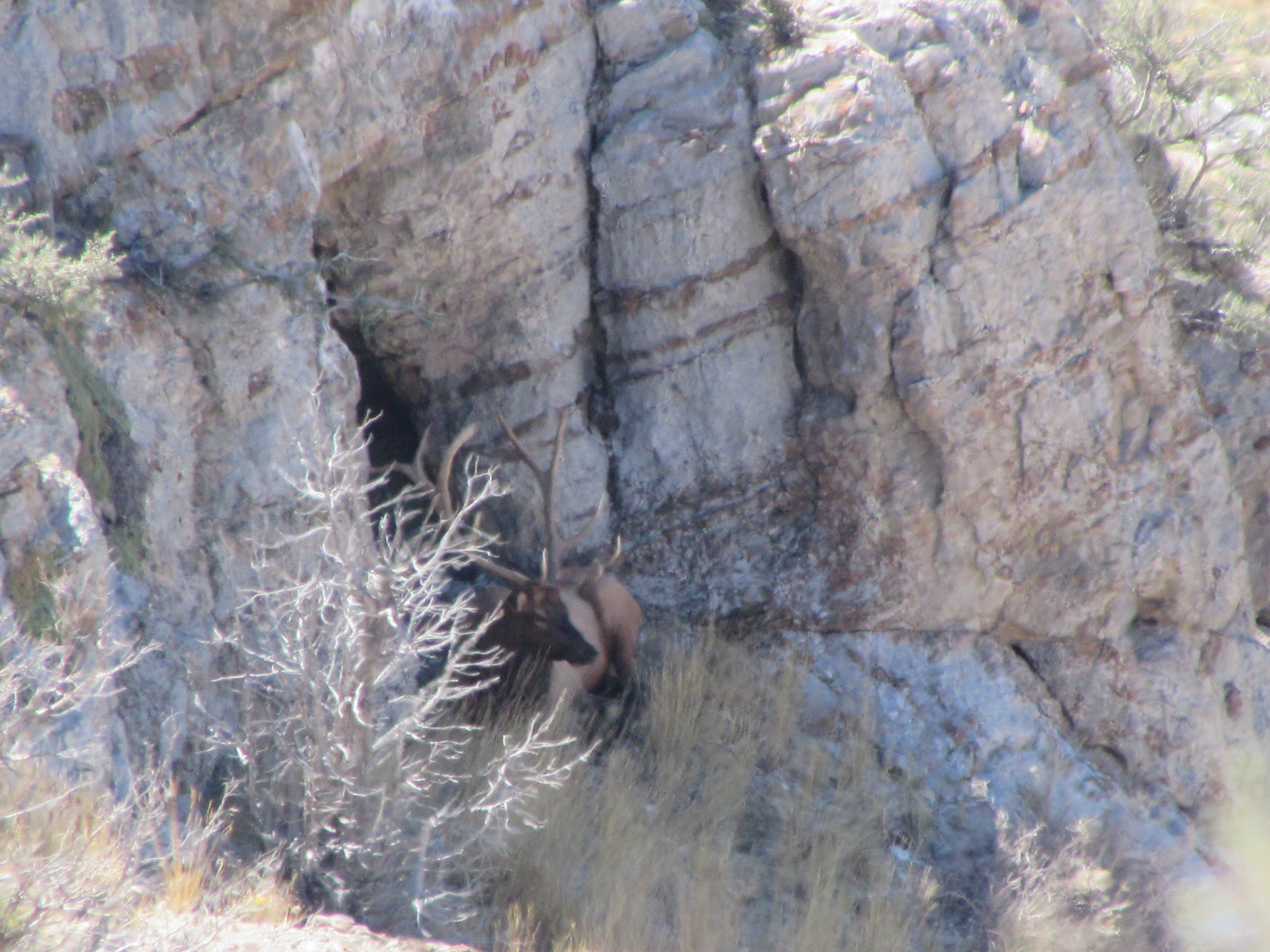 An elk in a dry habitat.