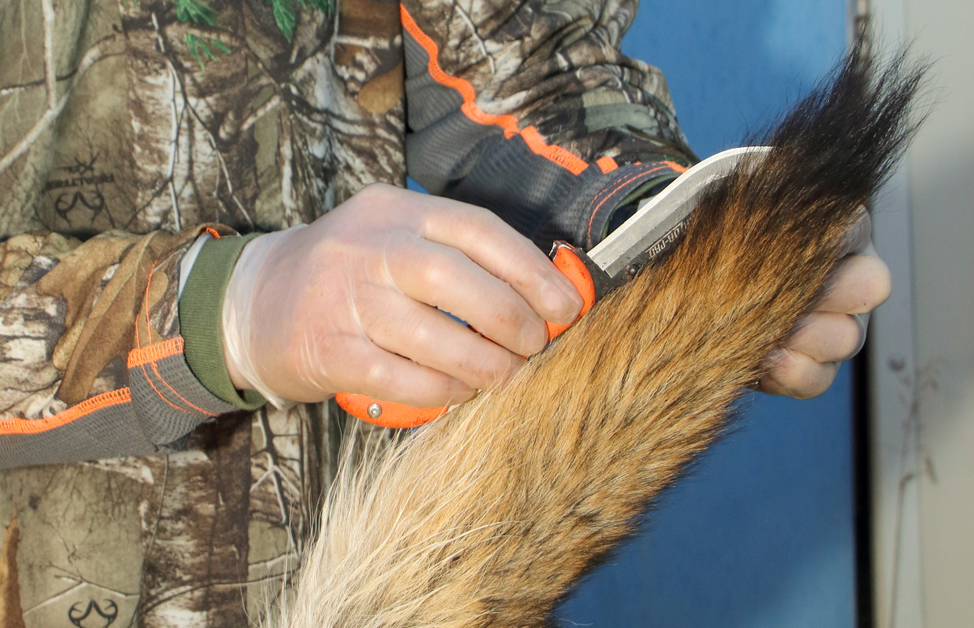 Skinning the tail of a fox shot while predator hunting