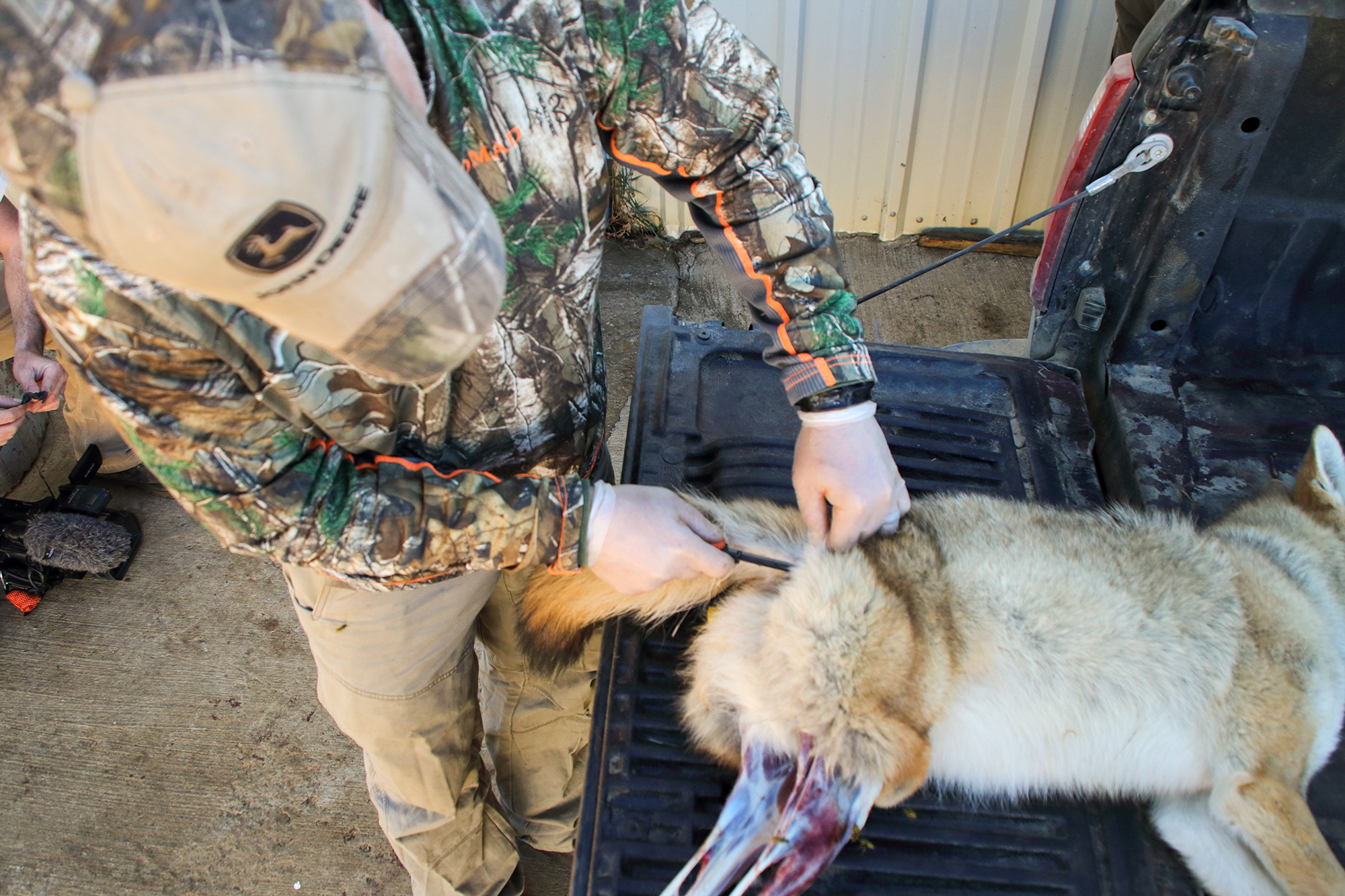 Skinning a coyote after predator hunting