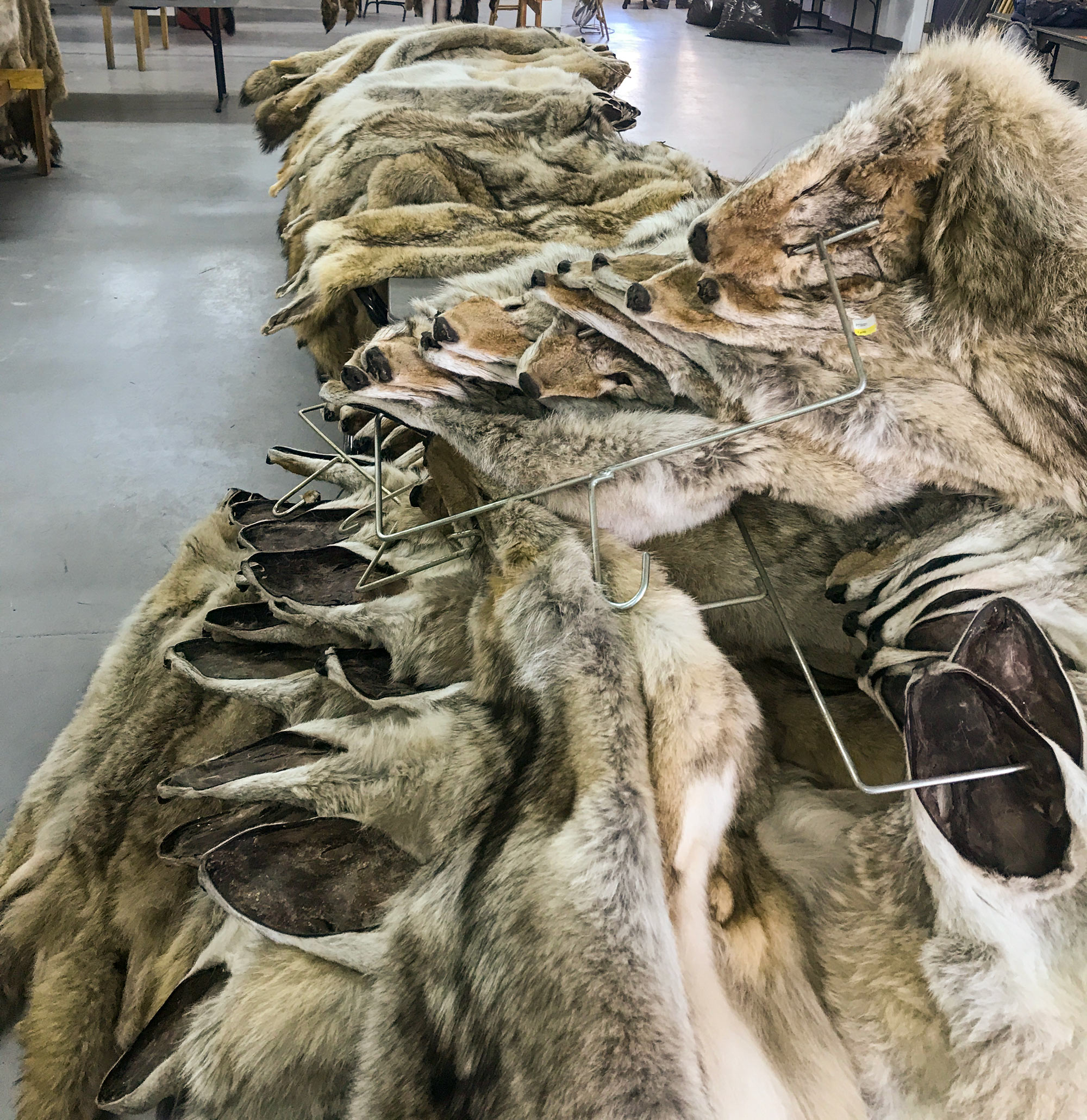 a bunch of hides taken while predator hunting
