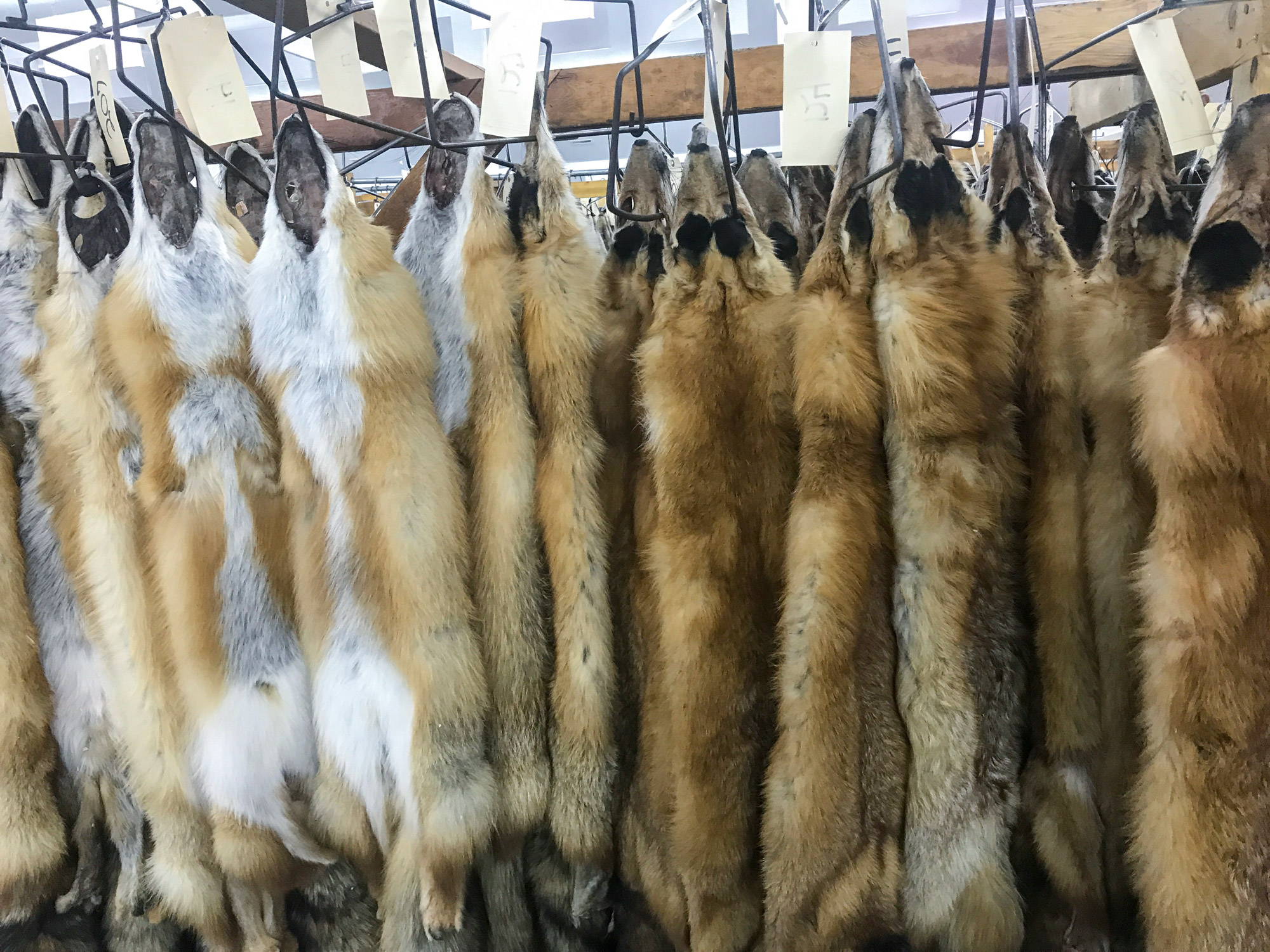 fox hides hanging and drying 