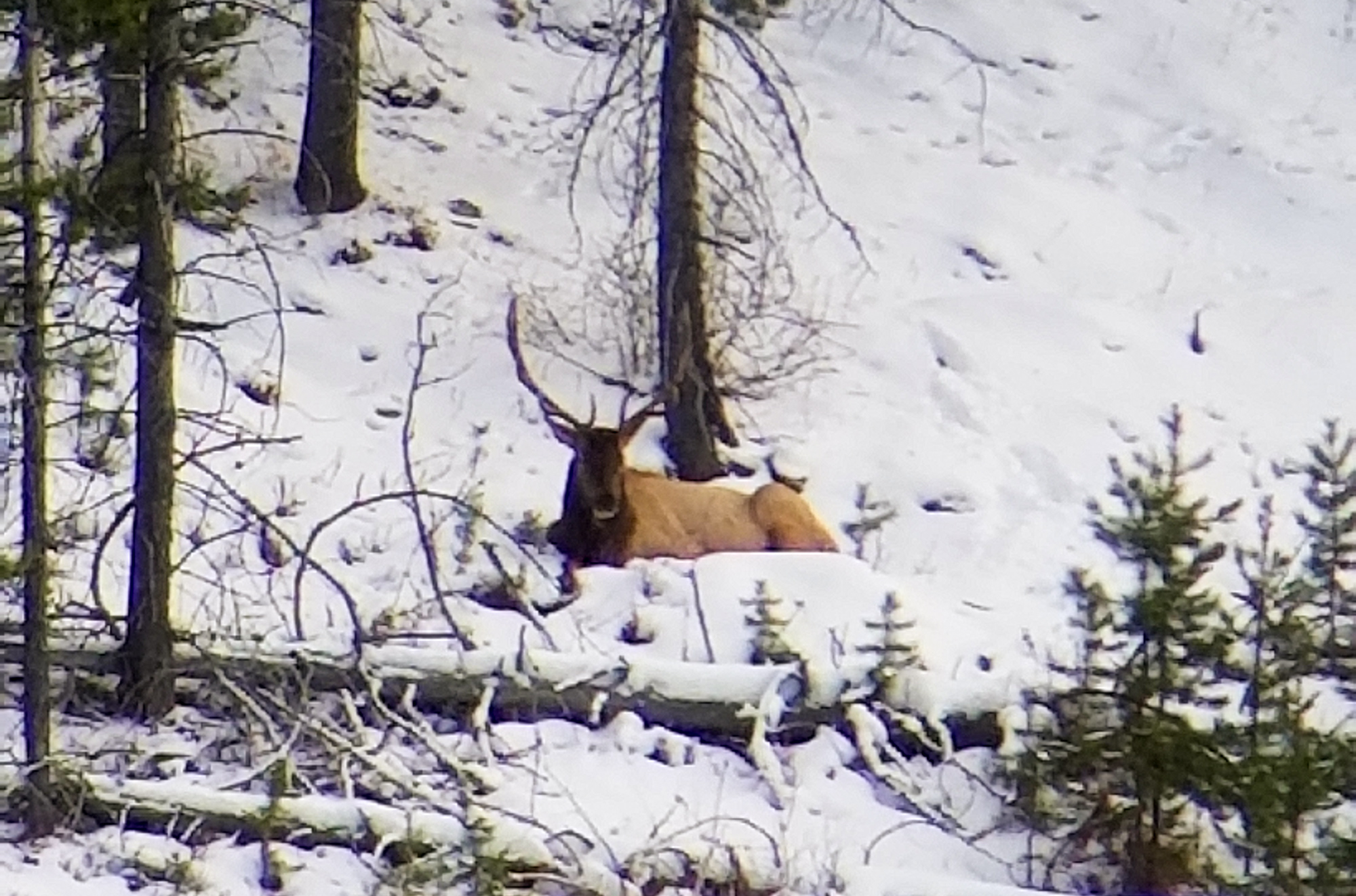 a big bull elk bedded in an over-the-counter elk tag unit.