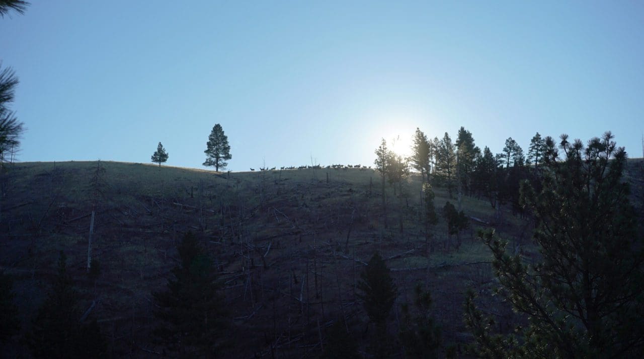 Tips to More Success on OvertheCounter Elk Tags Western Hunter