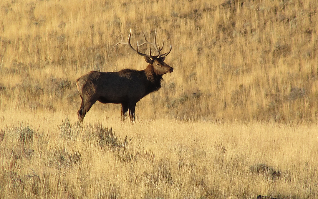 Hunt Different Elk Habitat for More Success