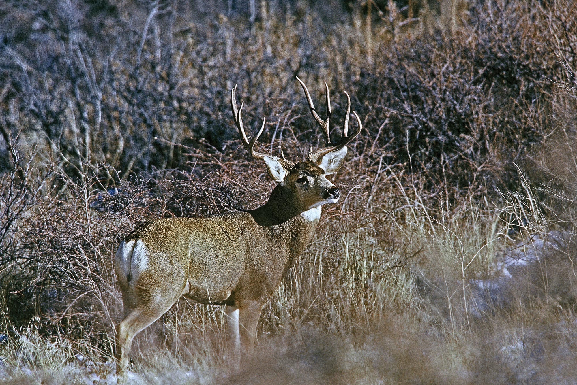 A mature big mule deer