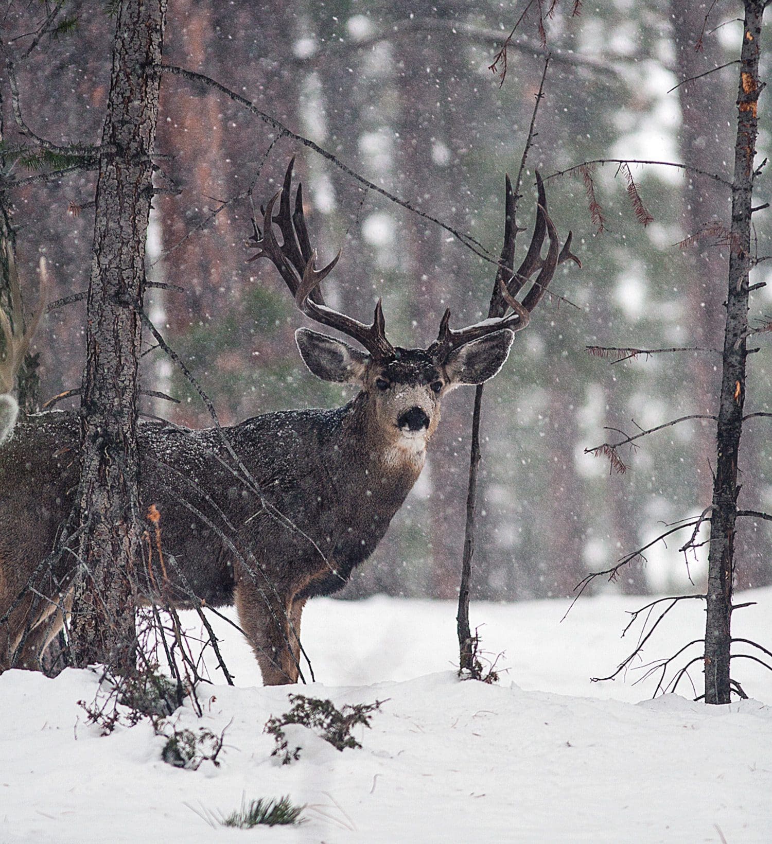 Mule Deer Buck
