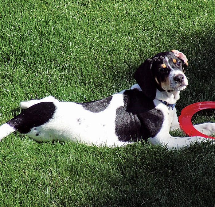 Tips for Selecting & Training Hunting Hounds