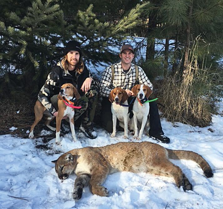 mountain lion taken with hunting hounds
