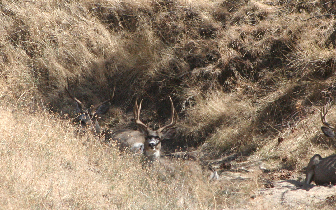 three mule deer bedded in a drainage.