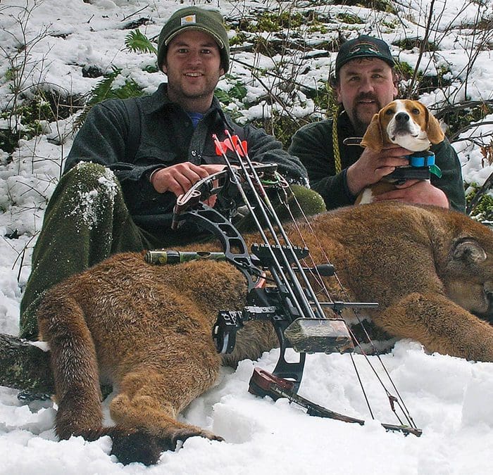 Mountain Lion Hunting – How, Why, When, and Where
