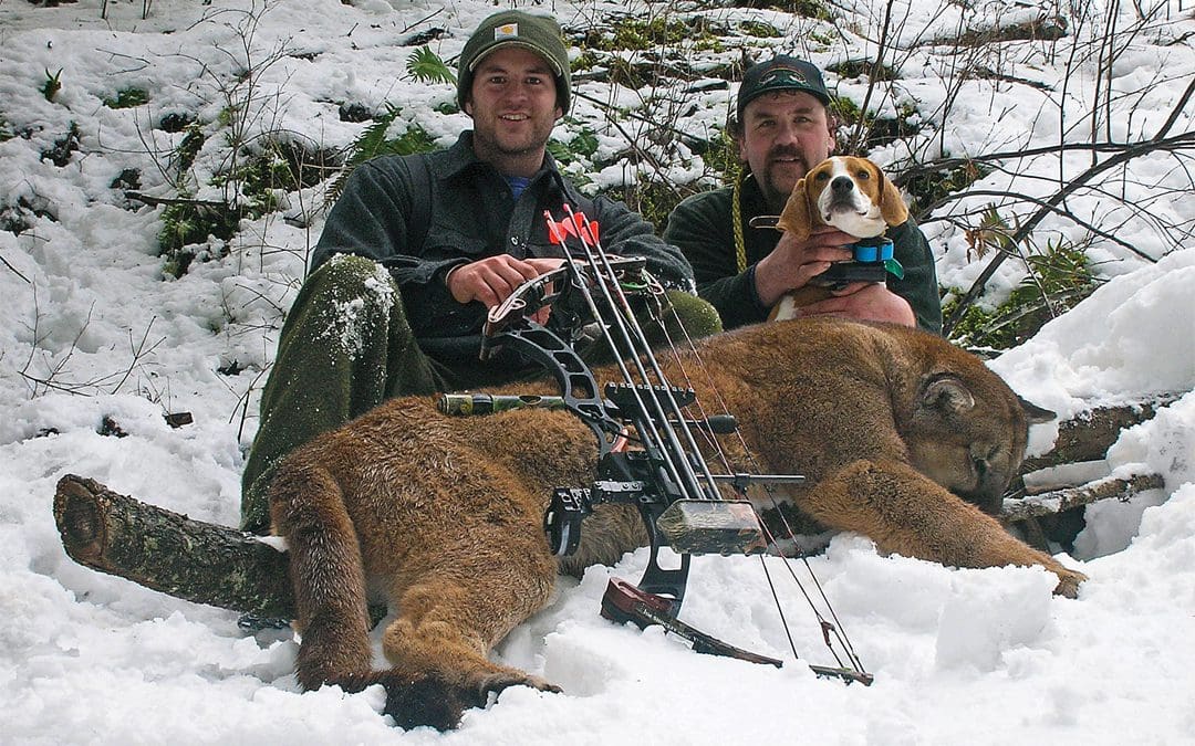 mountain lions hunting deer