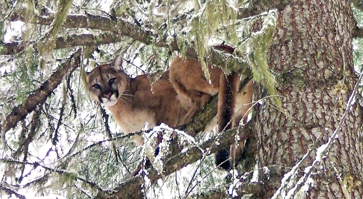 mountain lion in a tree.