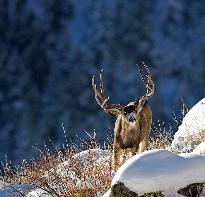 Set a Hunting Goal and Stick to it