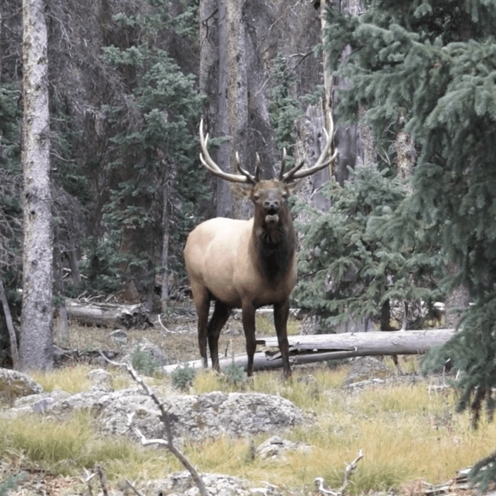 Colorado Curse