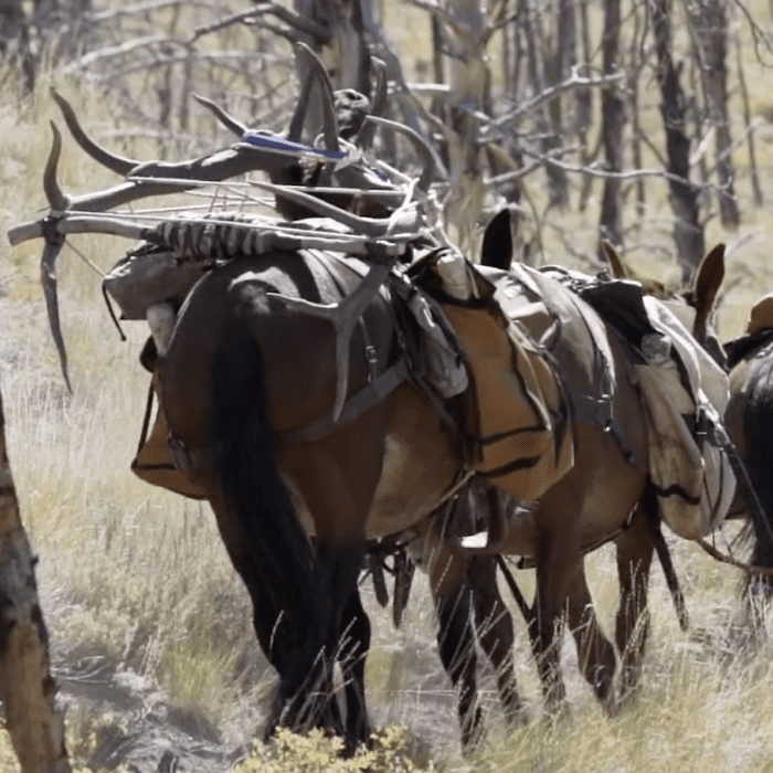 Elk Rodeo