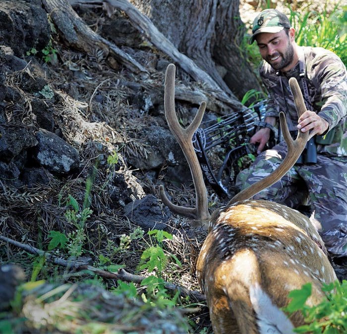 Top Free Range Species for a DIY Exotic Hunt