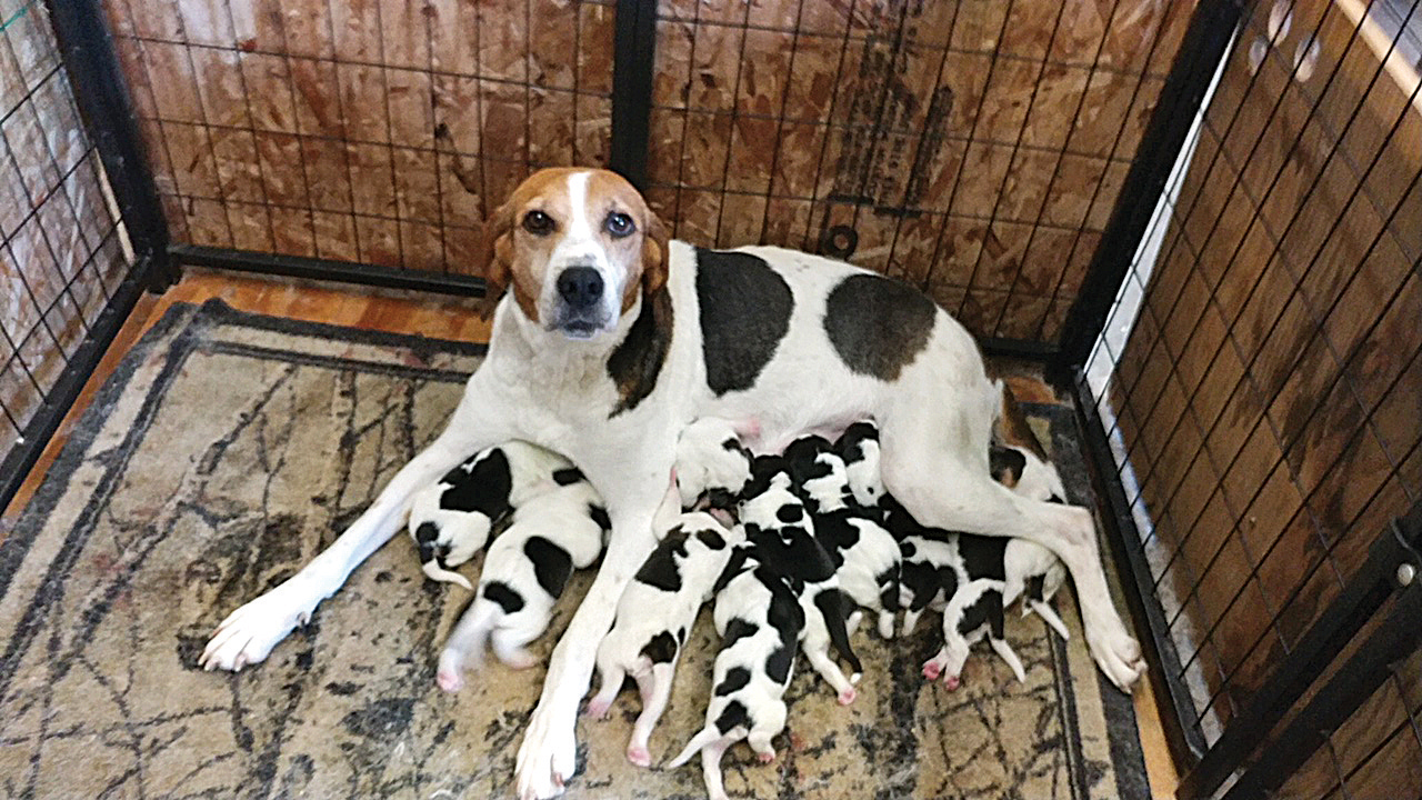 puppy hunting hound just born