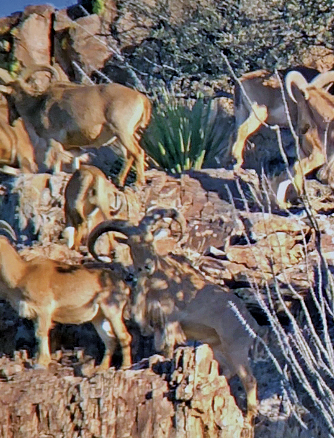 free range aoudad spotted through a scope.