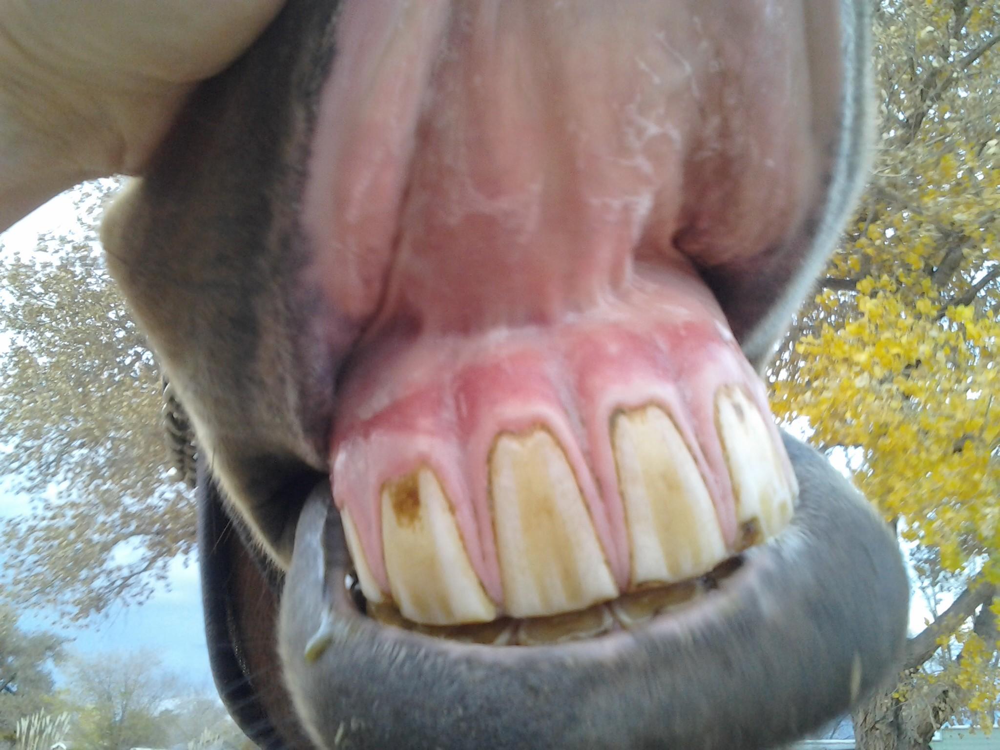 The gums of a horse suffering from equine colic.