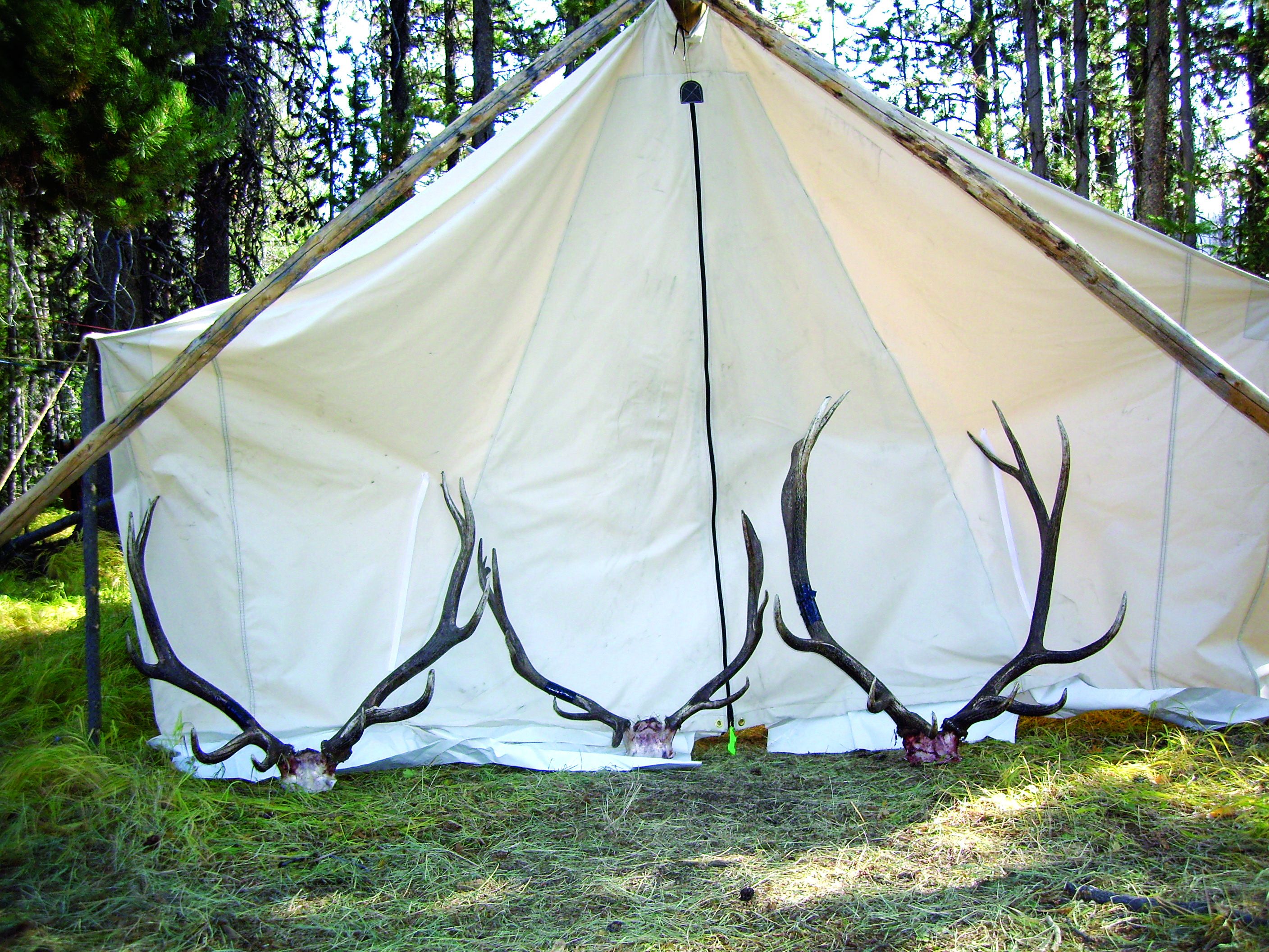 Three nice bull elk antlers sitting outside a canvas wall tent