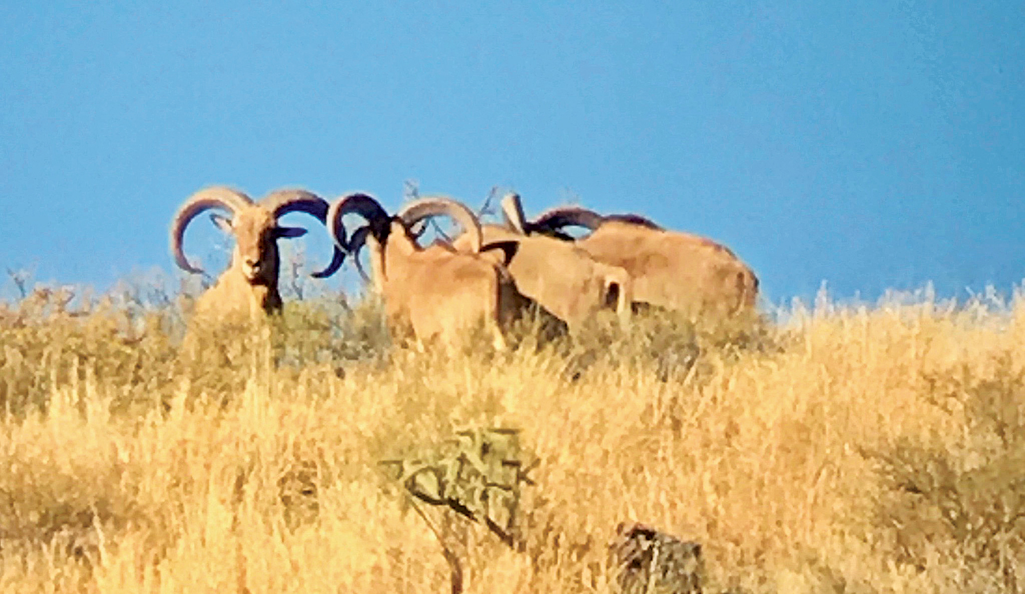 Band of aoudad huddled together during a New Mexico exotic hunt