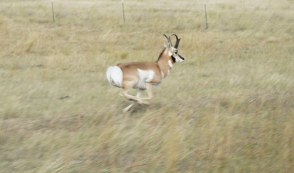 an antelope running away after a failed archery attempt.