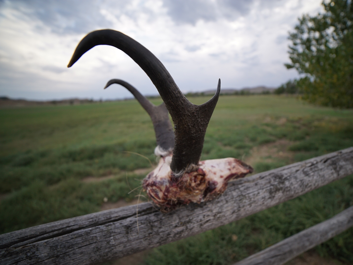 Archery Antelope skull on a fence.