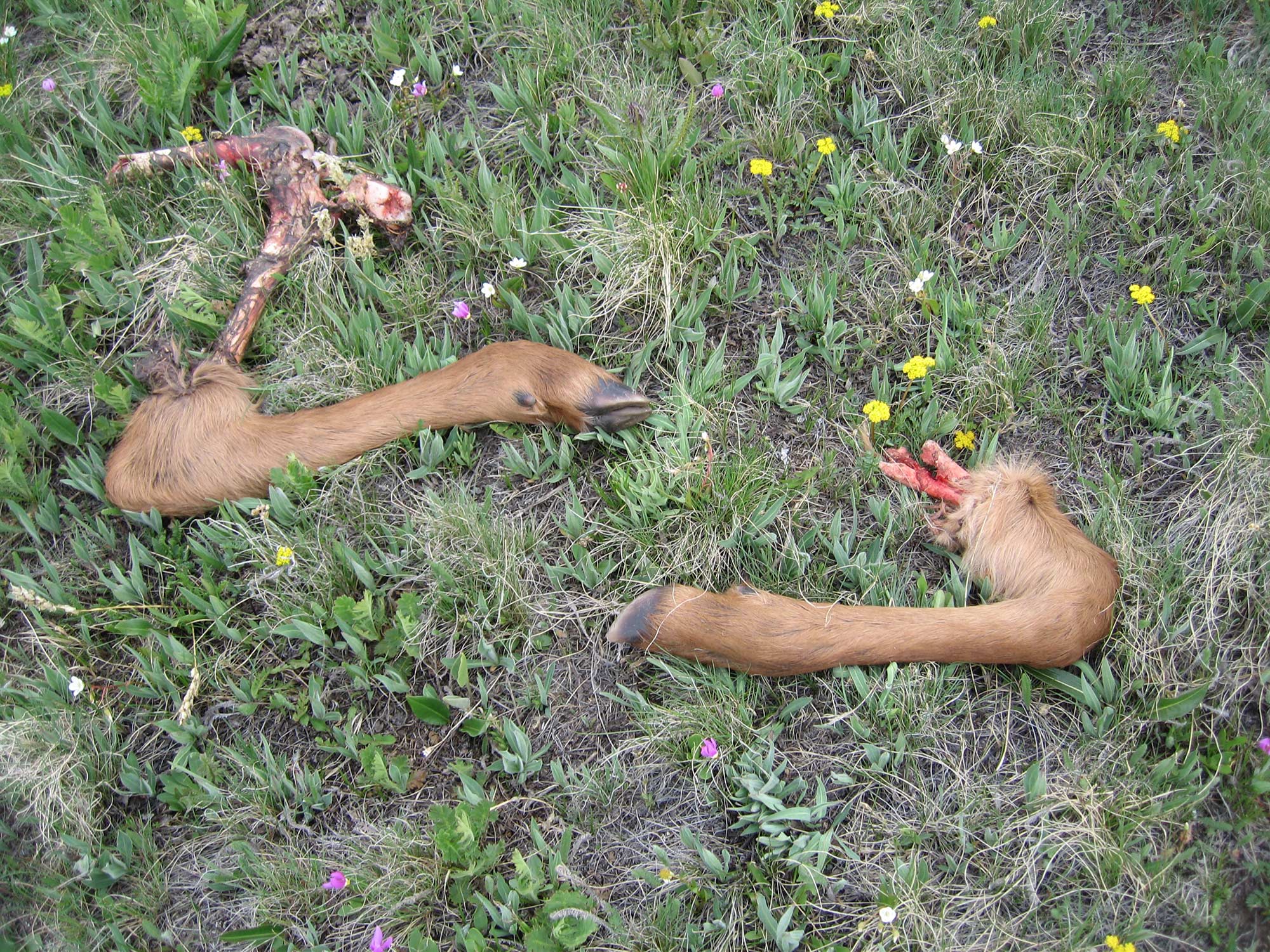 the legs of a elk calve after being eaten by a spring bear.