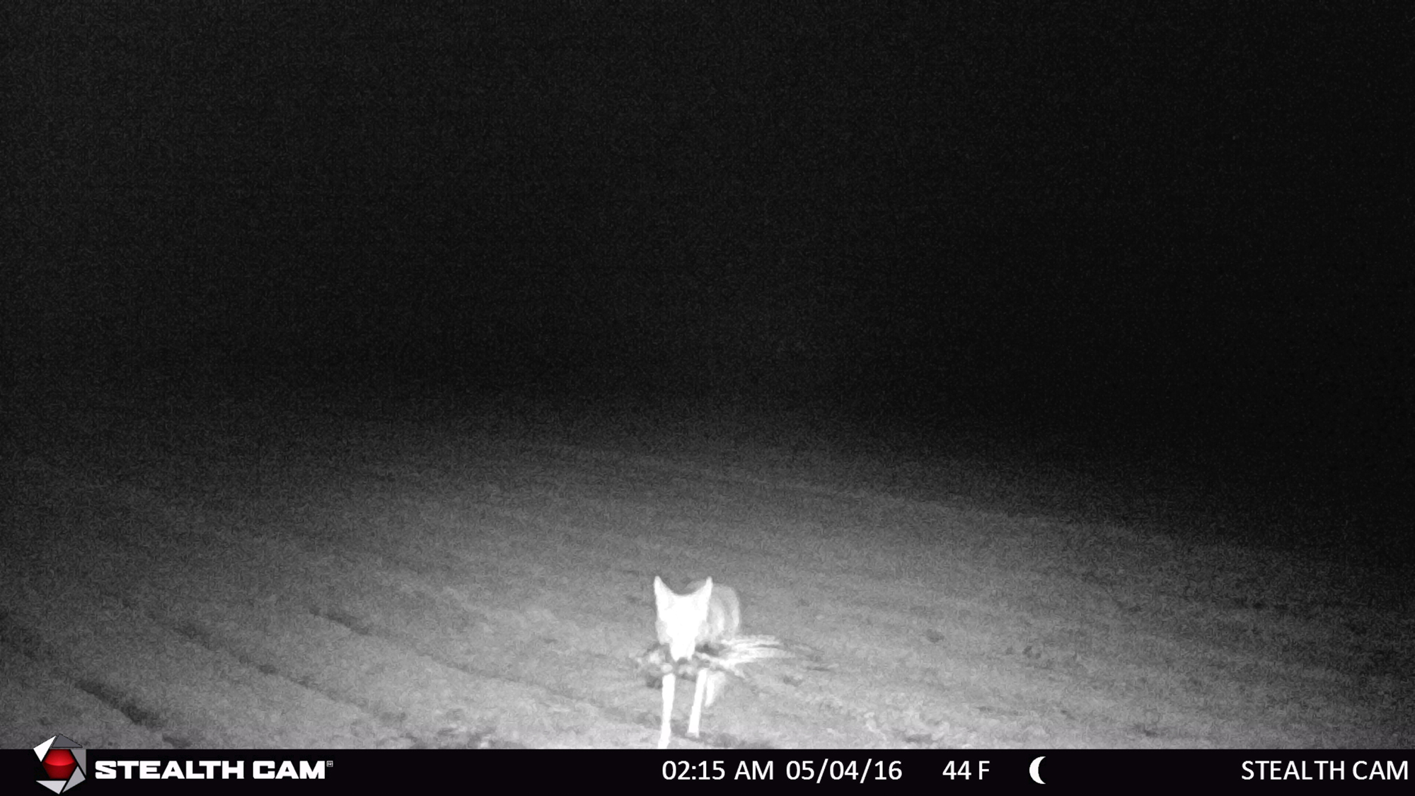 Trail camera picture of a coyote at night