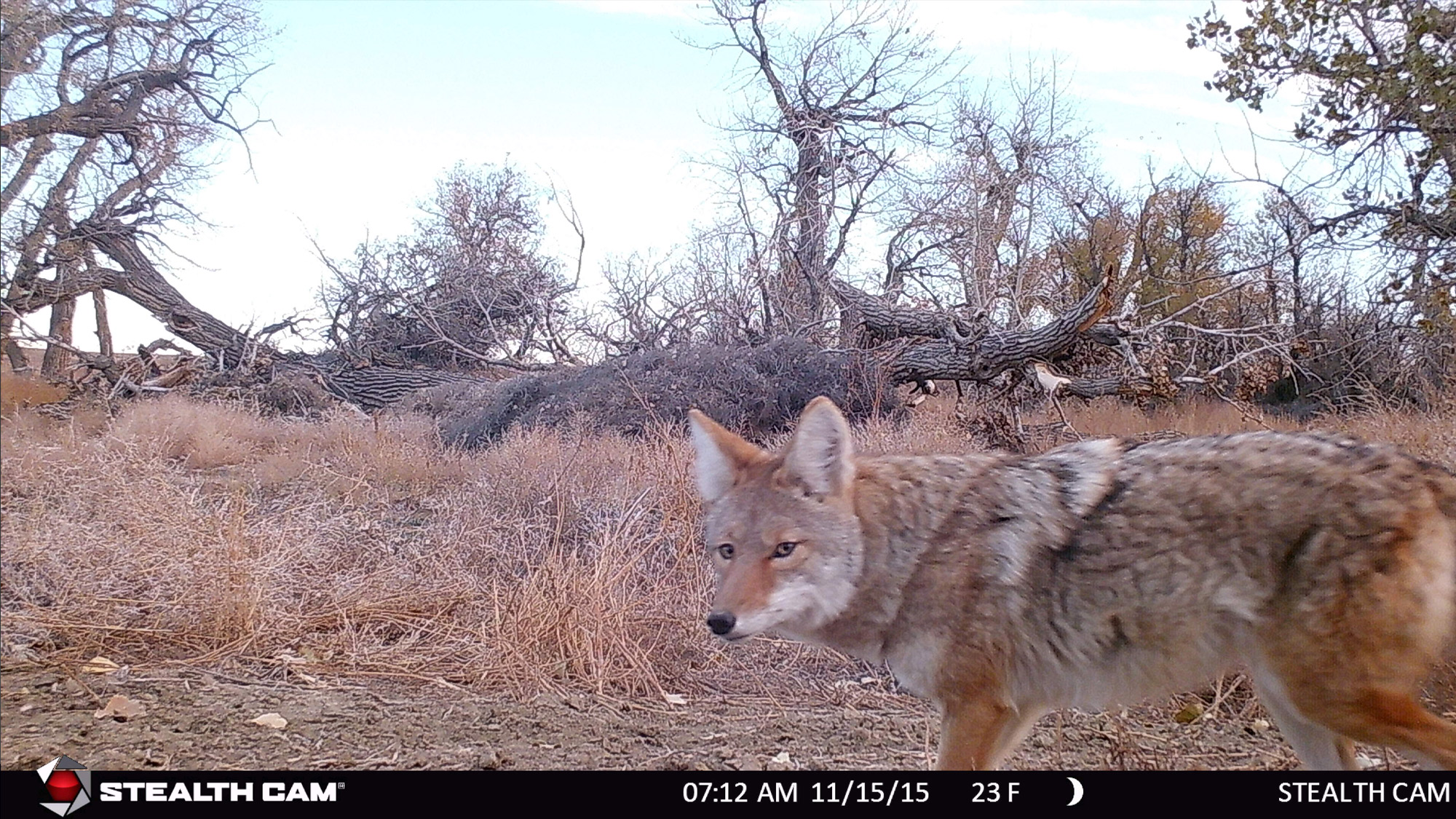Trail camera took a picture of a coyote