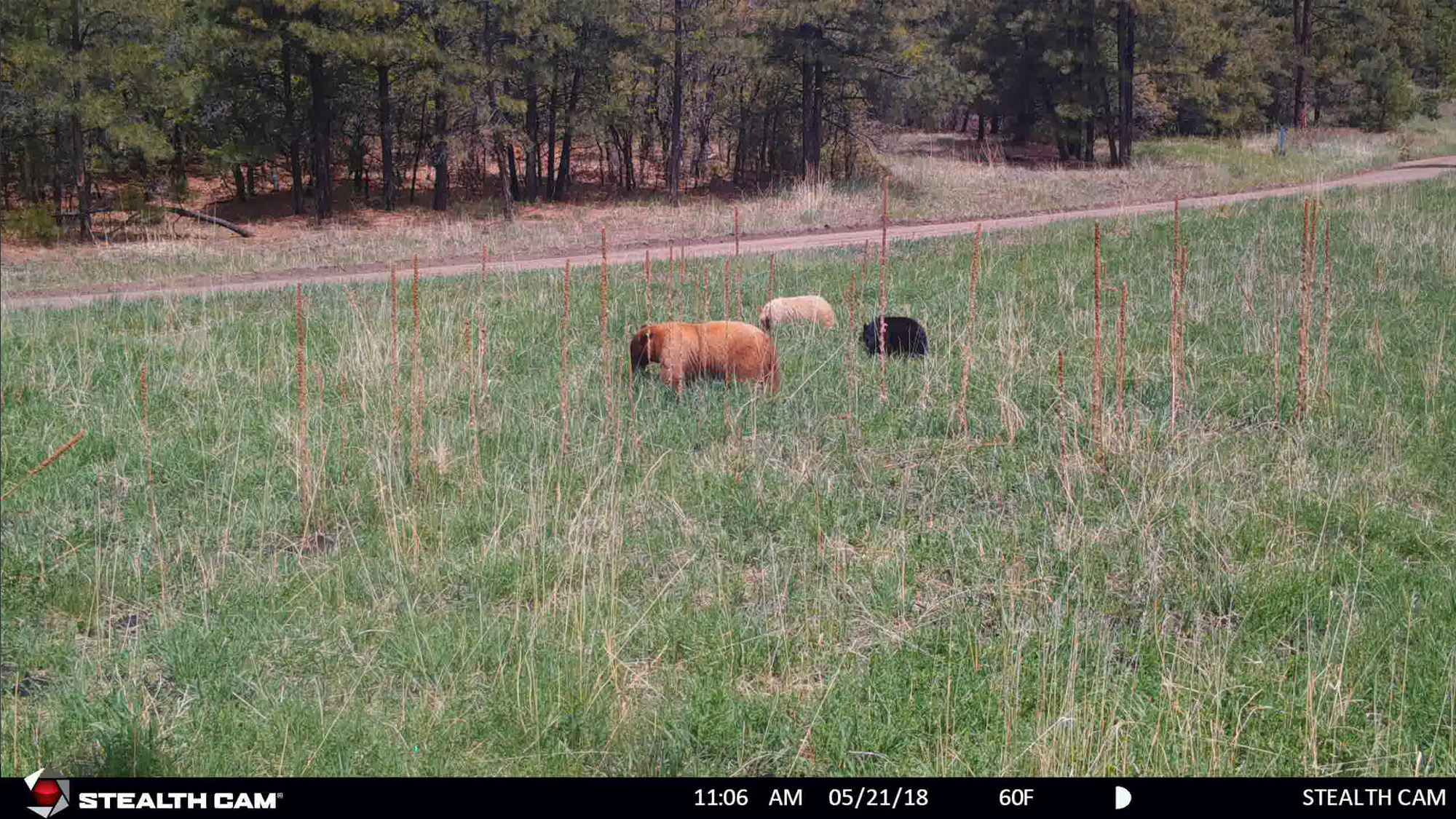 three different color bears on trail camera