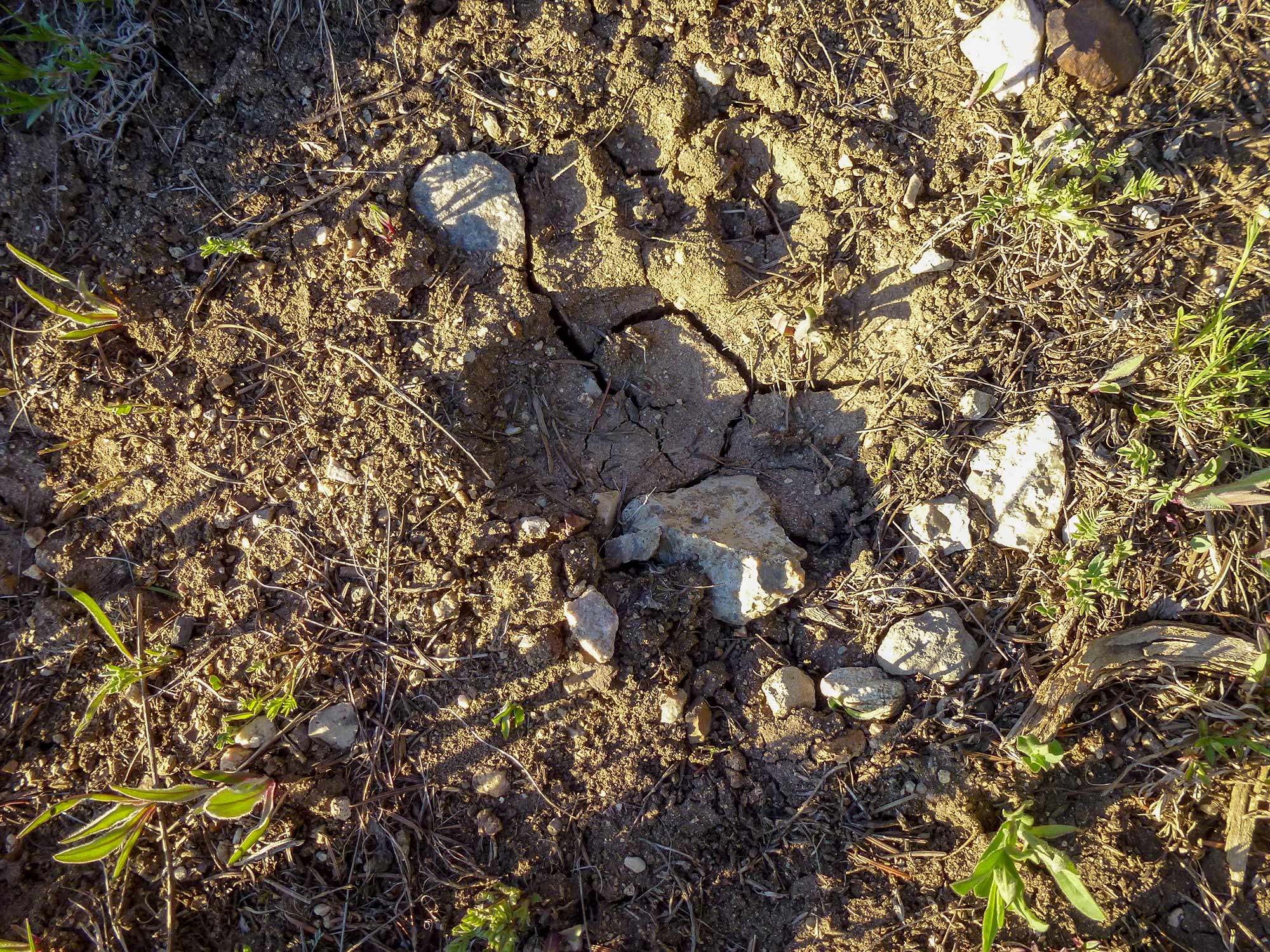spring bear track in the mud.