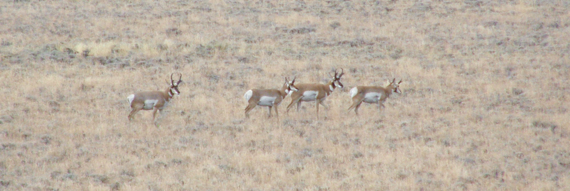 Herd of Antelope on an archery hunt.
